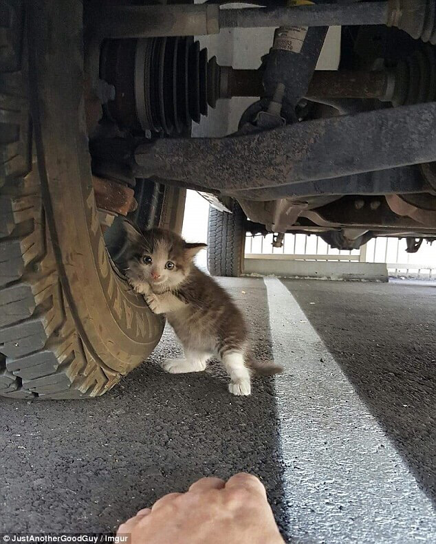 网友JustAnotherGoodGuy的丈夫在车底下发现了一只流浪猫。第一次四目相对，她丈夫的汉子心就被俘获了。之后夫妻俩收养了这只小猫并起名为阿杜，啊不对，是Axel.