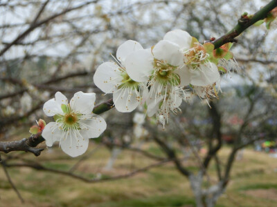 梅花