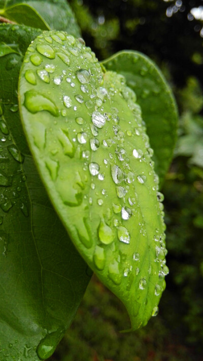 绿叶/夏日清晨的阵雨刚过，绿叶上的水珠。起了个早，在校内走走，一整天的好心情。