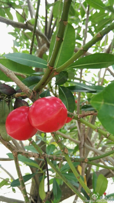 玫瑰木，夹竹桃科，果实虽然美但是有剧毒