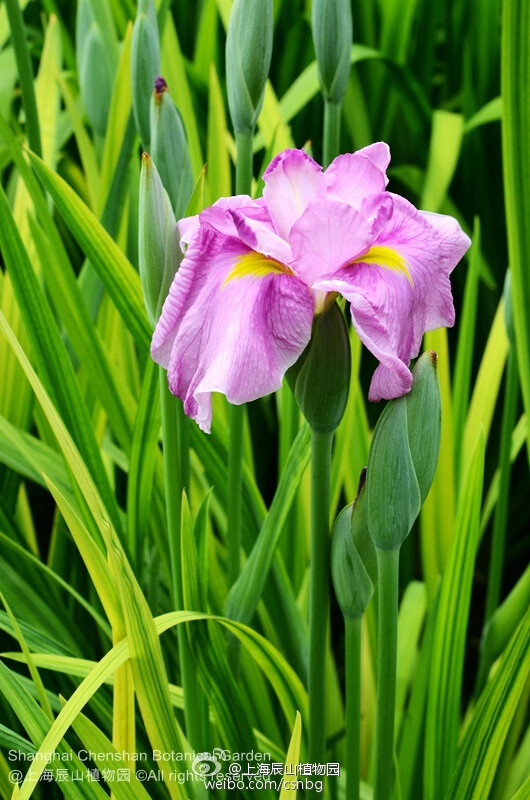 桃霞（Iris ensata 'Momo-gasumi'），花桃红色，重瓣宽大，直径15cm左右，单丛开花量大。是花菖蒲中不多见的红色系品种