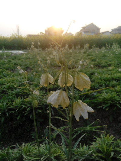 夕阳下的小花