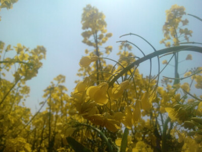 低了头的油菜花