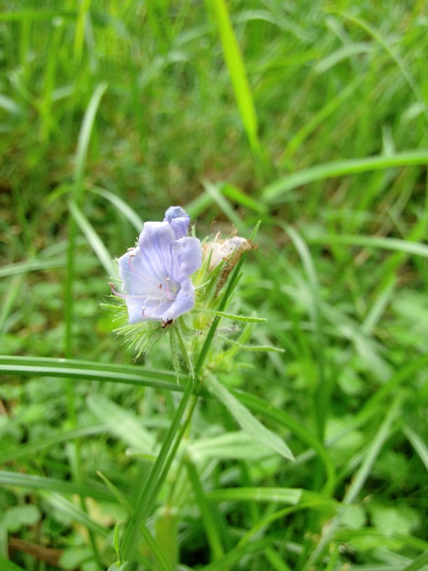 一朵紫色小花