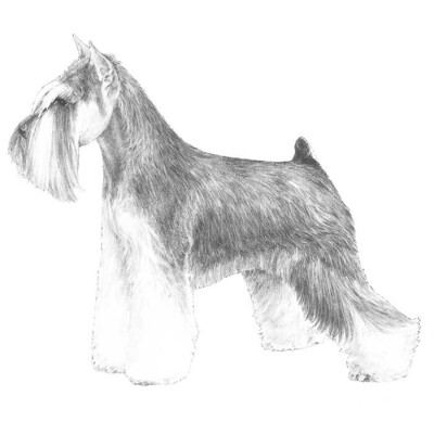 迷你雪纳瑞（Miniature Schnauzer）：原产德国巴伐利亚；AKC分类工作犬组 FCI分类宾沙犬组；主要用于捕鼠；AKC认定色为黑色.胡椒色.银黑色；纯白或身上任何地方出现白色为失格。