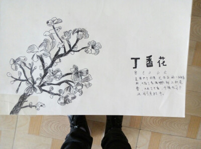 丁香花