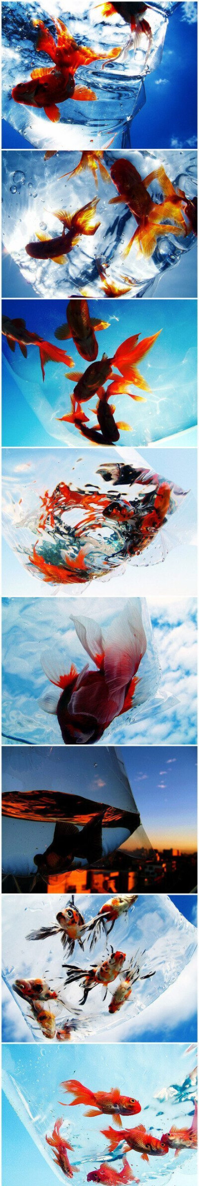 以天空为背景，装在塑料袋里的金鱼为前景，这是流行于日本的摄影新玩法。