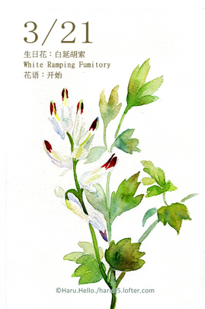Haru.Hello.
3.21 生日花：白延胡索