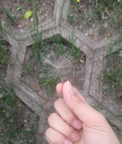 今天去实验课路上发现的超大蒲公英，这是我这辈子以来见过最～大的蒲公英，我自己也超级超级喜欢蒲公英的，我发誓我没有想过把它摘下来我想留着给大家看的……但是显然我室友的手比我的嘴快多了，不过也没办法了，既…