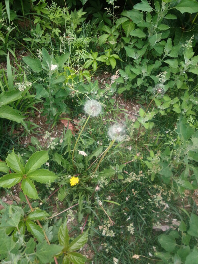 今天去实验课路上发现的超大蒲公英，这是我这辈子以来见过最～大的蒲公英，我自己也超级超级喜欢蒲公英的，我发誓我没有想过把它摘下来我想留着给大家看的……但是显然我室友的手比我的嘴快多了，不过也没办法了，既…