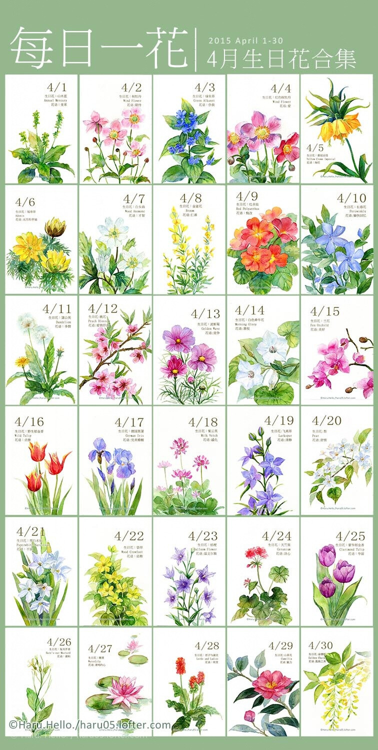 Haru Hello 4月生日花合集 堆糖 美图壁纸兴趣社区