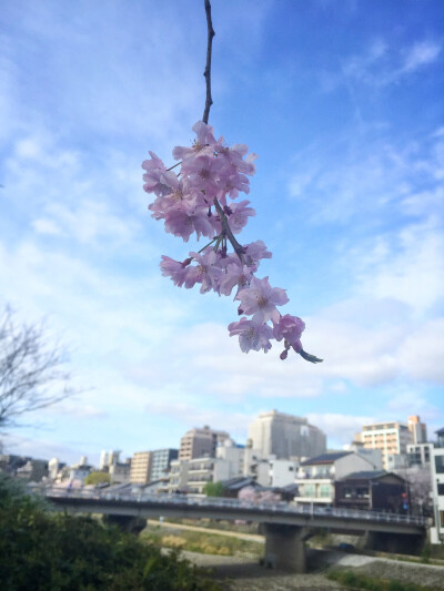 京都五条大桥路上抓拍