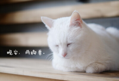 我美我先睡了，晚安…#酥饼君的日常#