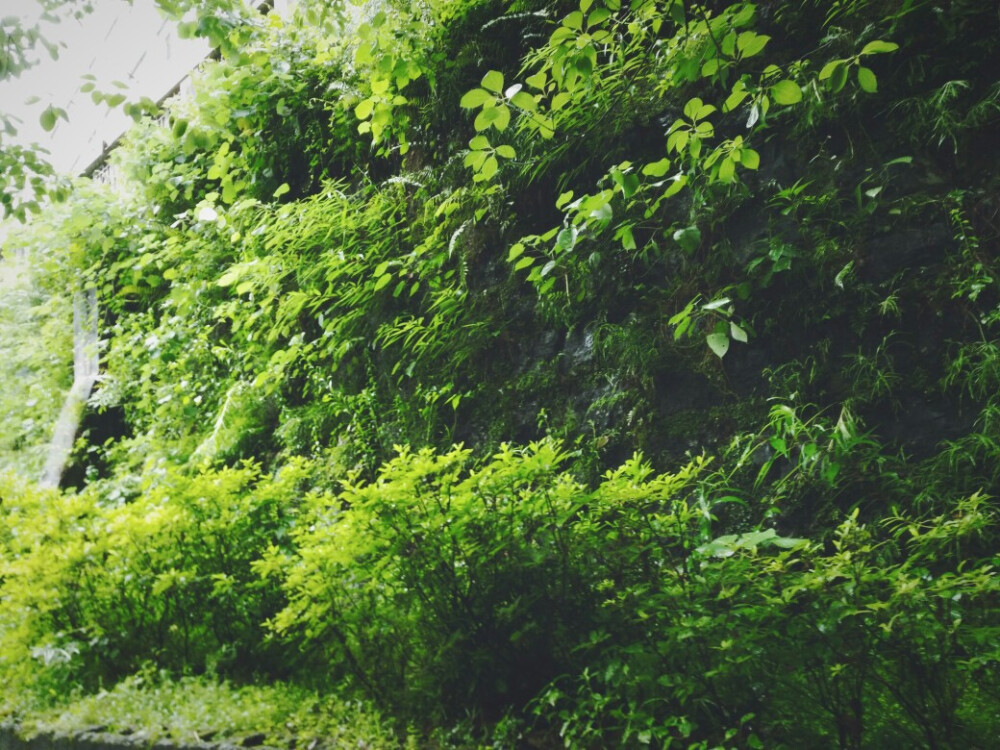 持续下的几天雨，让无数绿色生命争抢着从墙体中表现生命力