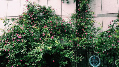 沿街的蔷薇