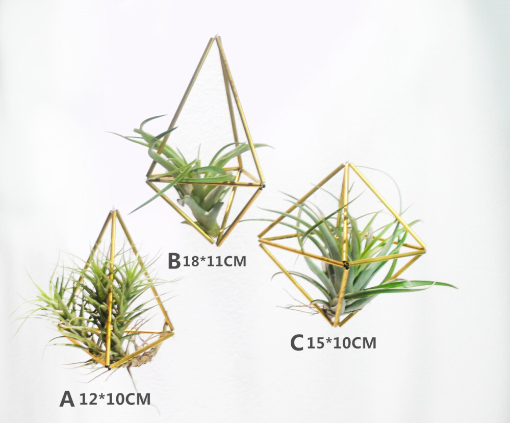 空气凤梨垂吊挂花盆花架托壁挂微景观himmeli植物墙绿化创意花盆