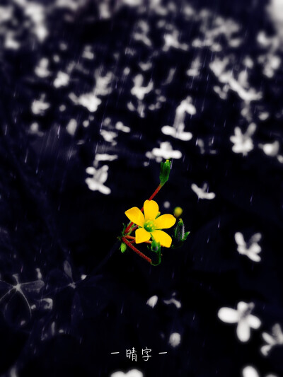下雨天，美张小黄花