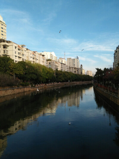 原汁原味.老昆明的早晨.海鸥和晨风