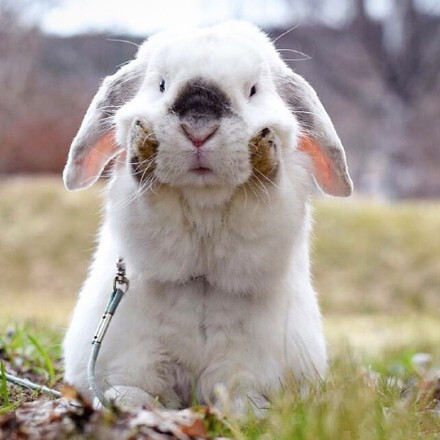 这是一只生活在瑞典的垂耳兔它叫exemple今年五岁了，太萌惹～٩(๑ᵒ̴̶̷͈᷄ᗨᵒ̴̶̷͈᷅)و