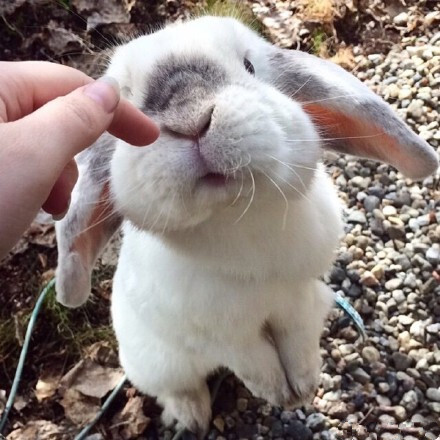 这是一只生活在瑞典的垂耳兔它叫exemple今年五岁了，太萌惹～٩(๑ᵒ̴̶̷͈᷄ᗨᵒ̴̶̷͈᷅)و