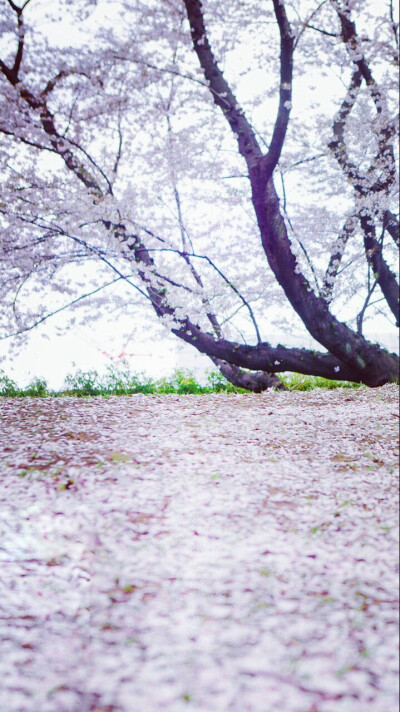 待落花时节，我陪你赏樱花如雪