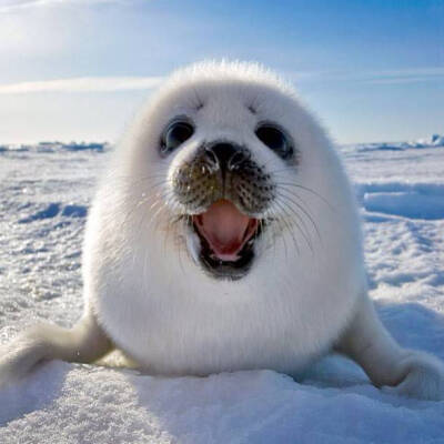 可爱 萌宠 女生