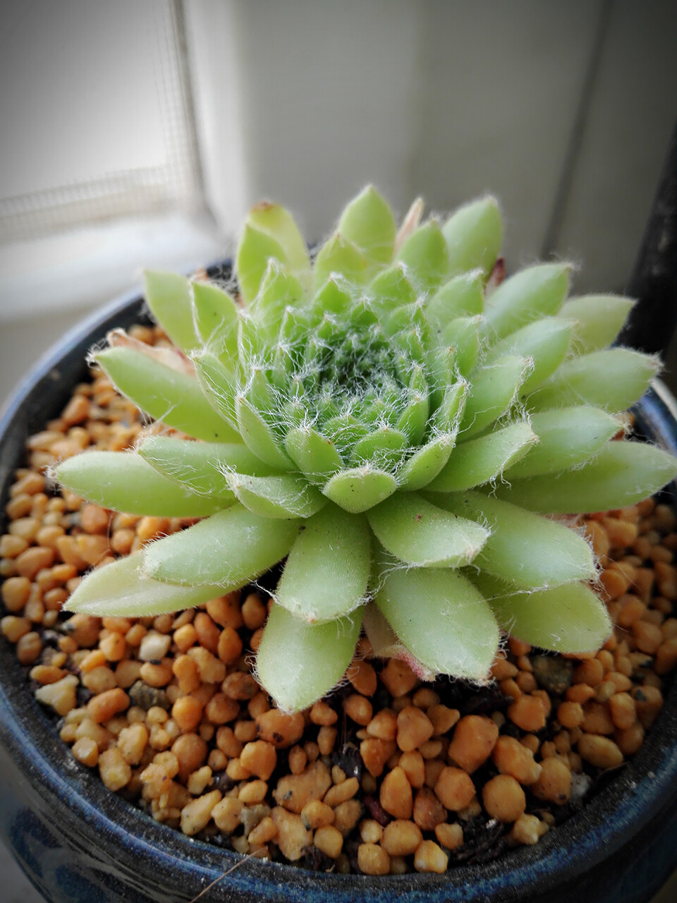 16528草莓卷娟27晚浸盆