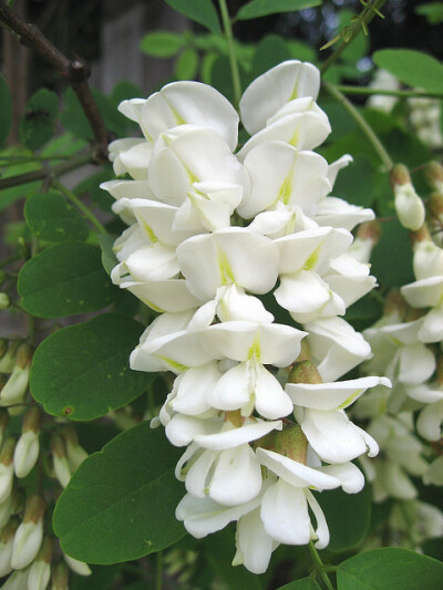 Black Locust Flowers 五月槐花串串香