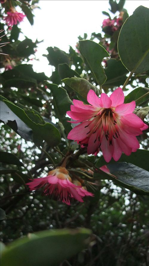 红花荷，又名红苞木(Rhodoleia champioal Hook. f.)，属金缕梅科常绿小乔木，每年一月下旬至三月下旬开花，花色大红，花瓣端缘乳桃红，形似吊钟，全盛开时又像夏天的荷花，美其名曰“红花荷”。