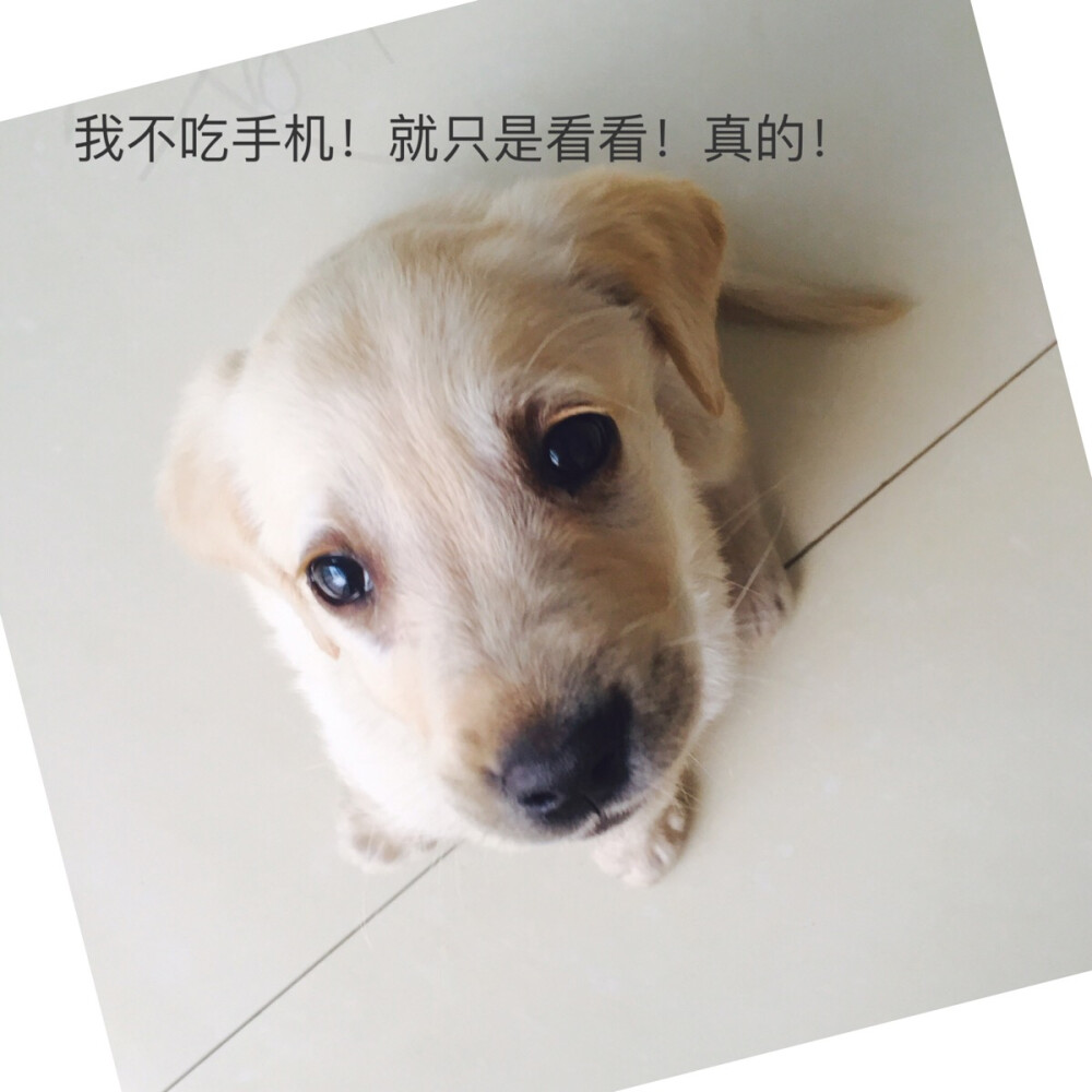 他真的吃我手机