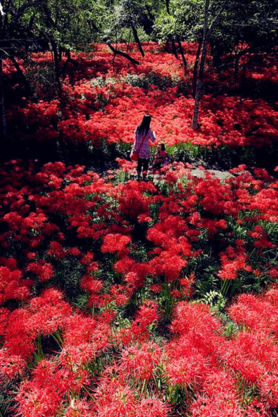 Kinchakuda, Saitama, Japan。日本埼玉县日高市巾着田。巾着田是被高丽本乡的高丽川围着的形状如同腰包的一块平地，面积约16.7万平方米。据说这里是亚洲最大的曼珠沙华（彼岸花）花海，有百万株的曼珠沙华，附近还有…