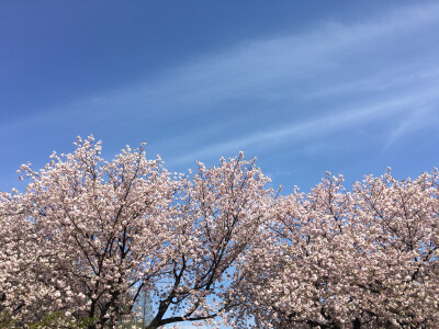 日本樱花