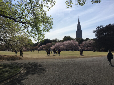 樱花公园