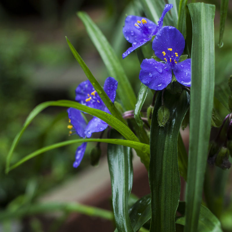 沾花惹草