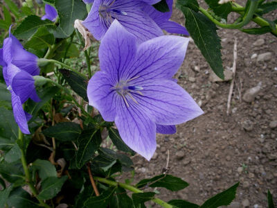 桔梗花
属植物桔梗的开花，桔梗，别名：铃铛花、僧冠帽、苦根菜、梗草、包袱花、六角荷、白药，拉丁文名：Platycodon gradiflorus属桔梗科、桔梗属多年生草本植物。茎高20-120厘米，通常无毛，偶密被短毛，不分枝，…