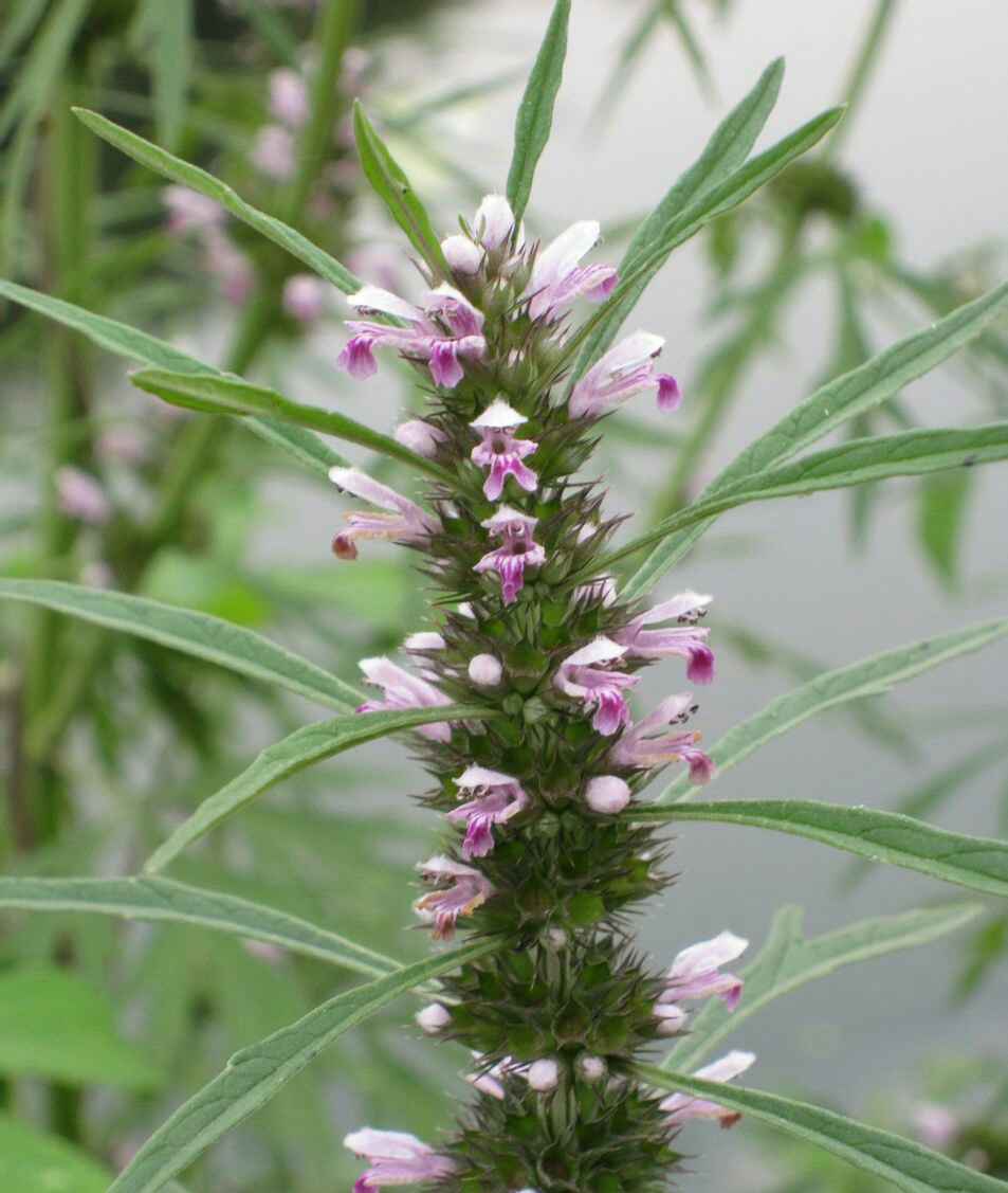 益母草
拉丁学名
Leonurus artemisia (Laur.) S. Y. Hu F
别称
益母蒿、益母艾、红花艾、坤草、野天麻、玉米草、灯笼草、铁麻干
二名法
Leonurus artemisia
界
植物界
门
被子植物门
纲
双子叶植物纲
亚纲
菊亚纲
目
唇形目
科
唇形科
亚科
野芝麻亚科
族
野芝麻族
属
益母草属
种
益母草
分布区域
中国，俄罗斯，朝鲜，日本，热带亚洲，非洲，以及美洲