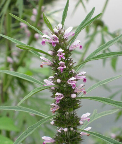 益母草
拉丁学名
Leonurus artemisia (Laur.) S. Y. Hu F
别称
益母蒿、益母艾、红花艾、坤草、野天麻、玉米草、灯笼草、铁麻干
二名法
Leonurus artemisia
界
植物界
门
被子植物门
纲
双子叶植物纲
亚纲
菊亚纲
目…