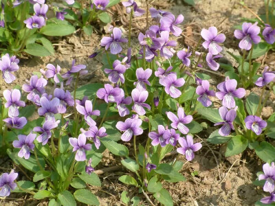 紫花地丁（学名：Viola philippica），别名野堇菜、光瓣堇菜等。多年生草本，属侧膜胎座目，堇菜科多年生草本，无地上茎，高4~14cm，叶片下部呈三角状卵形或狭卵形，上部者较长，呈长圆形、狭卵状披针形或长圆状卵形…