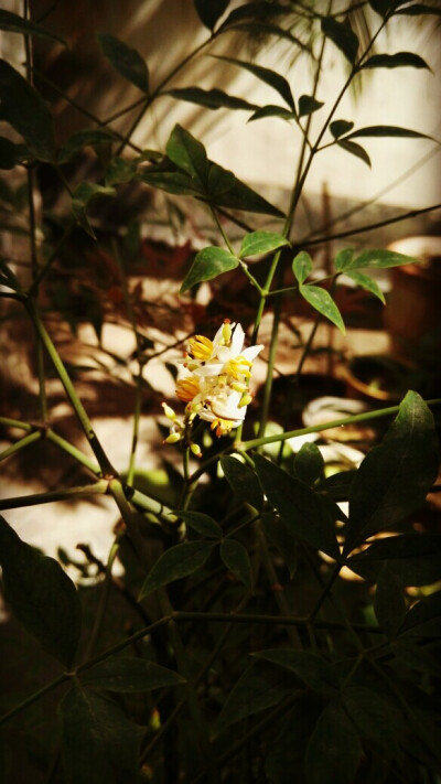 夕阳斑斑，南山有花开