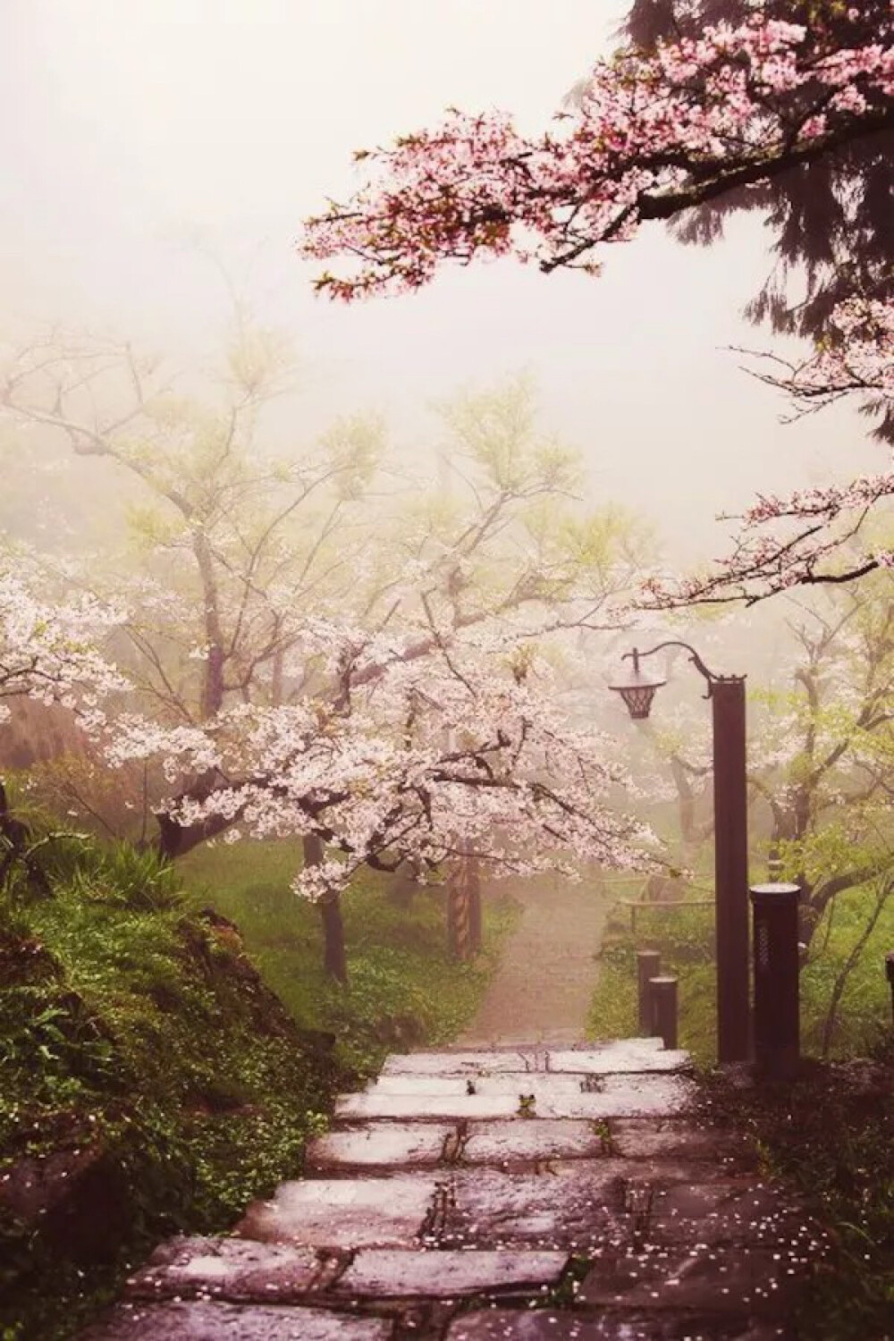Cherry Blossom Path, Alishan National Scenic Area, Taiwan。台湾阿里山国家风景区樱花道。1903年日本人在阿里山试种樱花，造就了阿里山樱花的美景。每年2至4月间是阿里山的赏花季，导游说以吉野樱数量最多，还有富士樱及八重樱。沿着两条赏樱路线，吉野樱洁白似雪、灿烂耀眼，其他花卉如森氏杜鹃、石楠花、毛地黄等阿里山装点成一片美丽缤纷醉人的花海世界，美不胜收。