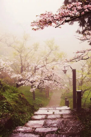 Cherry Blossom Path, Alishan National Scenic Area, Taiwan。台湾阿里山国家风景区樱花道。1903年日本人在阿里山试种樱花，造就了阿里山樱花的美景。每年2至4月间是阿里山的赏花季，导游说以吉野樱数量最多，还有富士樱及八重樱。沿着两条赏樱路线，吉野樱洁白似雪、灿烂耀眼，其他花卉如森氏杜鹃、石楠花、毛地黄等阿里山装点成一片美丽缤纷醉人的花海世界，美不胜收。
