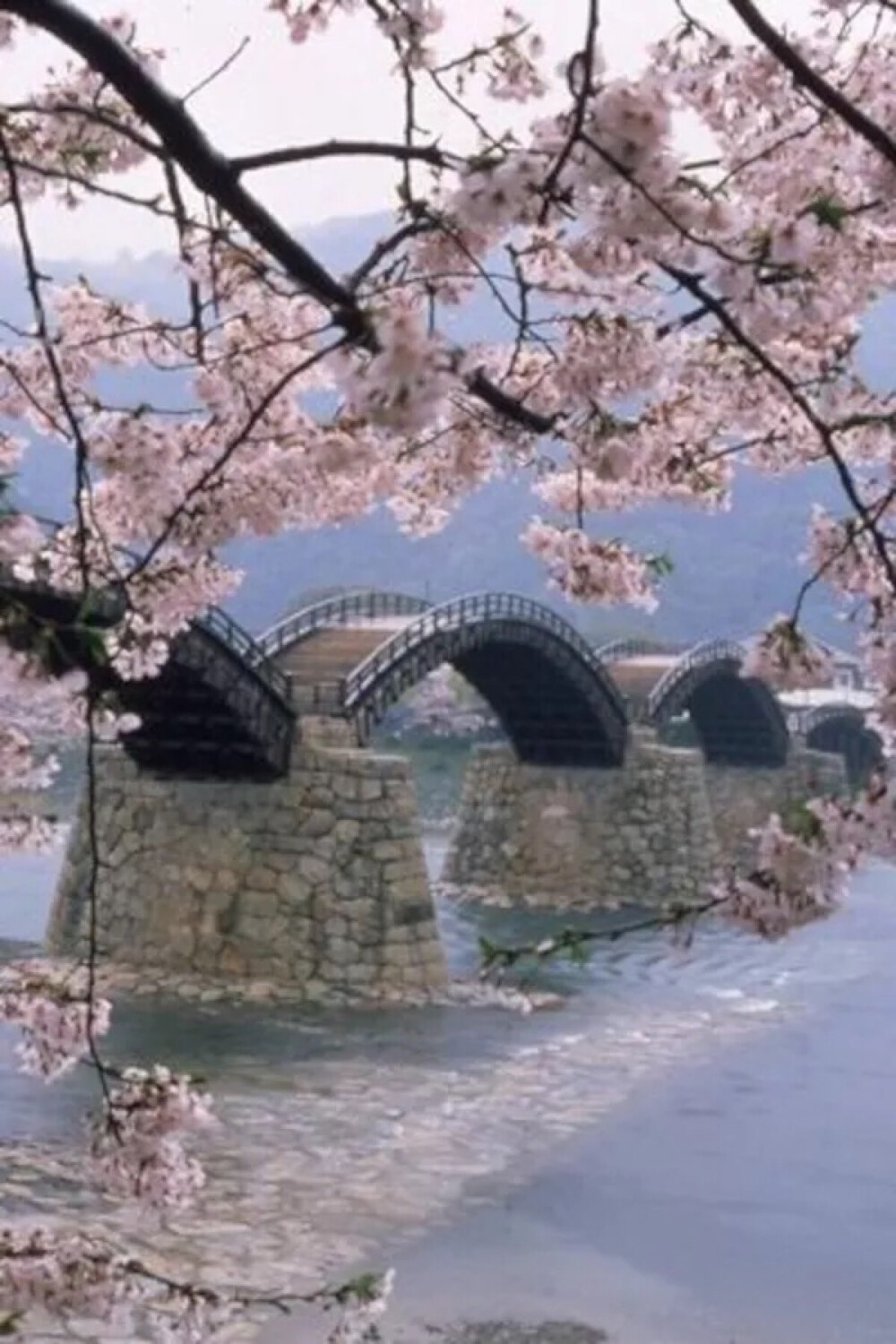 Kintai Bridge, Iwakuni, Yamaguchi, Japan。日本山口县岩国市锦带桥，是一座五孔石墩木拱桥，跨度27.5米，全长193.3米，宽5米，1673年首次建造完成，是日本三大名桥之一。这里不但木桥优美两岸的风光也非常漂亮，春天到来的时候樱花满树流芳异彩。因其景致而被称为“锦带桥”。