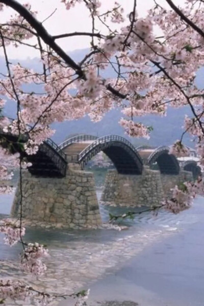Kintai Bridge, Iwakuni, Yamaguchi, Japan。日本山口县岩国市锦带桥，是一座五孔石墩木拱桥，跨度27.5米，全长193.3米，宽5米，1673年首次建造完成，是日本三大名桥之一。这里不但木桥优美两岸的风光也非常漂亮，春…