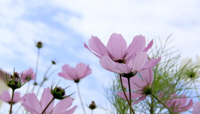 格桑花