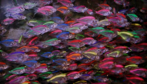 玻璃鱼，原透明无色，经人工染色而有七彩颜色