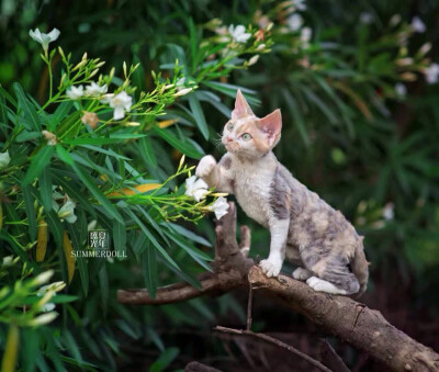 卷毛猫