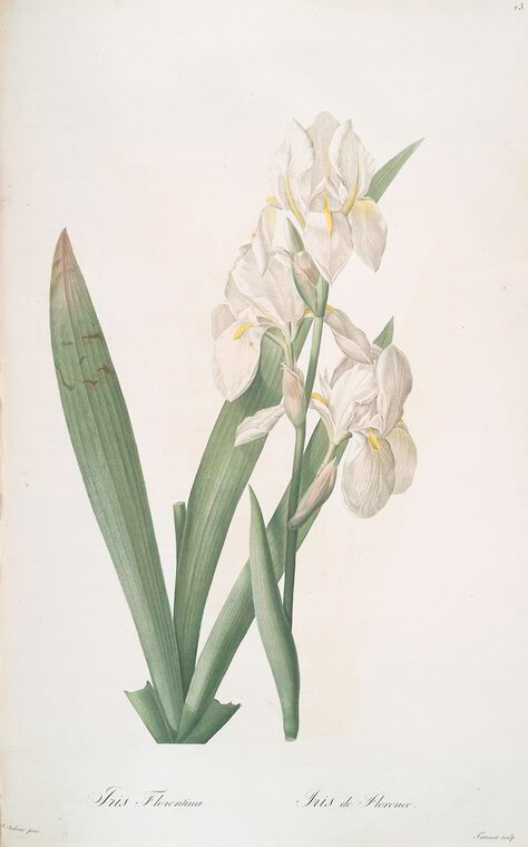  Iris germanica var. floretina