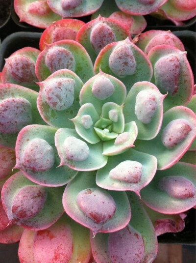 拟石莲属 Echeveria raindrops, 雨滴