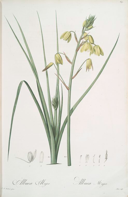 Albuca major