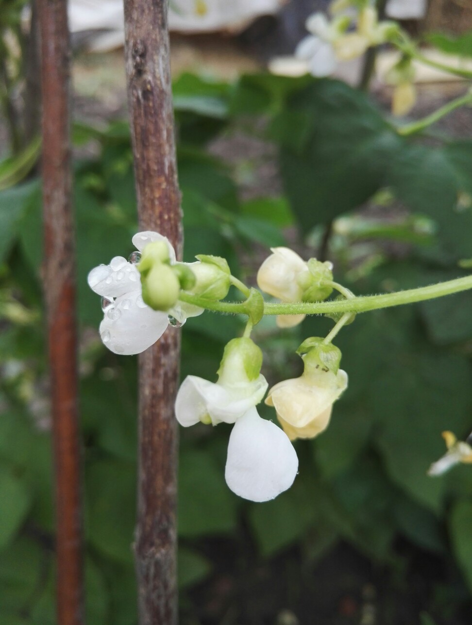 豆角花